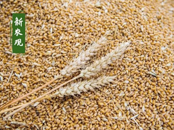 汇配资 不出意外, 小麦即将出现转机!